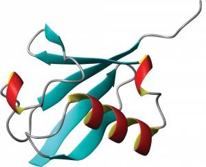 The ubiquitin molecule within all living cells. (Technion)
