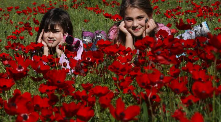 Israelis seen enjoying the blooming of Anemone flowers