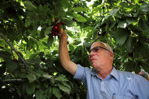 Israeli Minister of Agriculture Uri Ariel takes in the annual cherry-picking festival at kibbutz Rosh Tzurim in Gush Etzion last week. (Gershon Elison/Flash90)