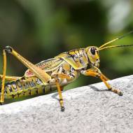 World Hunger Grasshopper