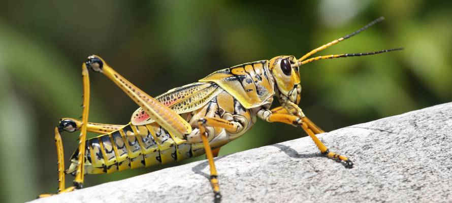 World Hunger Grasshopper
