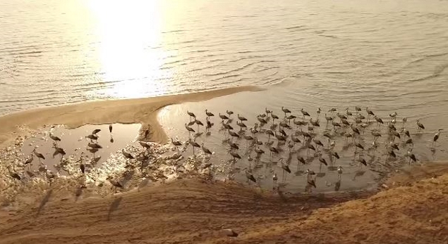Storks of the Dead Sea Amir Aloni