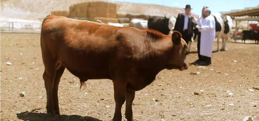 Temple Institute Working to Get a Kosher Red Heifer for Jewish Temple Beit Hamikdash
