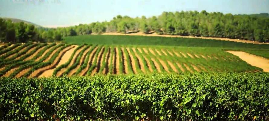 Israeli agricultural innovation