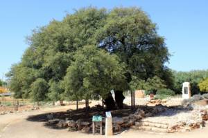 The Lone Tree of Gush Etzion